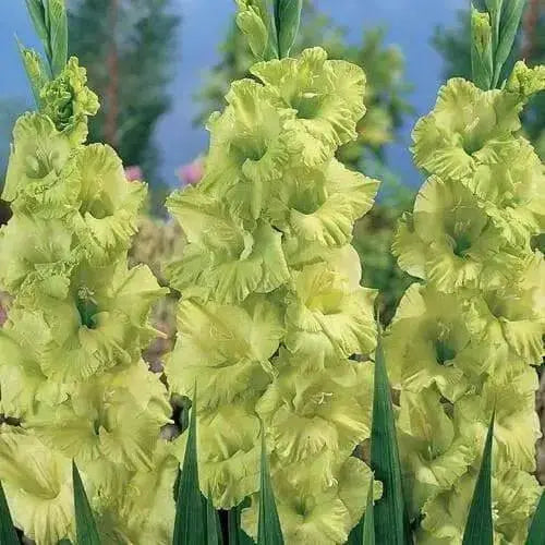 Gladiolus Green Star, bulbs (corms), Summer flowering, - Caribbean garden seed