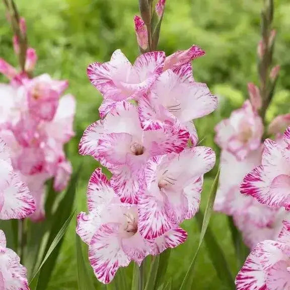 Gladiolus MY LOVE (BULB) PERENNIAL FLOWERS - Caribbean garden seed