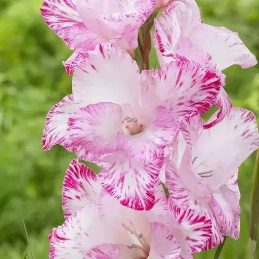 Gladiolus MY LOVE (BULB) PERENNIAL FLOWERS - Caribbean garden seed