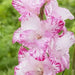 Gladiolus MY LOVE (BULB) PERENNIAL FLOWERS - Caribbean garden seed