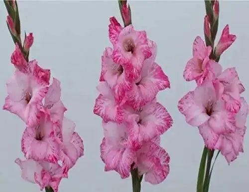 Gladiolus MY LOVE (BULB) PERENNIAL FLOWERS - Caribbean garden seed