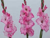 Gladiolus MY LOVE (BULB) PERENNIAL FLOWERS - Caribbean garden seed