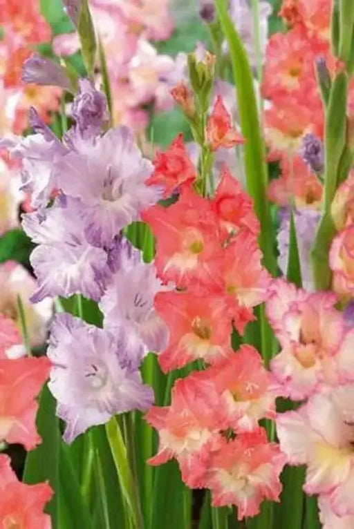 Gladiolus Peaches and Cream Mixture (Bulbs) Perennial summer flowers - Caribbean garden seed