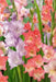 Gladiolus Peaches and Cream Mixture (Bulbs) Perennial summer flowers - Caribbean garden seed