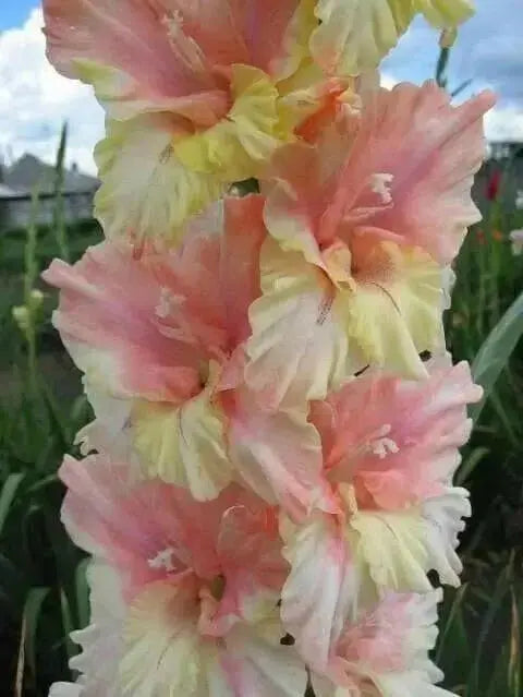 Gladiolus Peaches and Cream Mixture (Bulbs) Perennial summer flowers - Caribbean garden seed