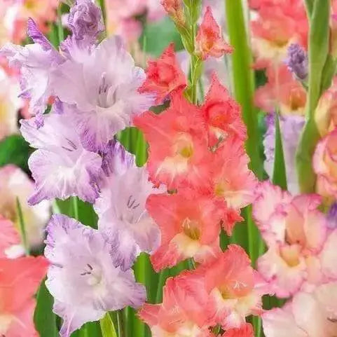 Gladiolus Peaches and Cream Mixture (Bulbs) Perennial summer flowers - Caribbean garden seed