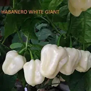 GIANT White Habanero, Pepper Seeds (capsicum chinense) - Caribbean garden seed