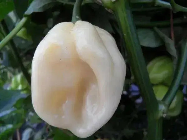 GIANT White Habanero, Pepper Seeds (capsicum chinense) - Caribbean garden seed