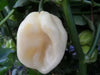 GIANT White Habanero, Pepper Seeds (capsicum chinense) - Caribbean garden seed