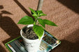 GIANT White Habanero, Pepper Seeds (capsicum chinense) - Caribbean garden seed