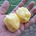 GIANT White Habanero, Pepper Seeds (capsicum chinense) - Caribbean garden seed