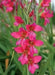 Gladiolus Byzantinus Bulbs, PERENNIAL FLOWERS - Caribbean garden seed