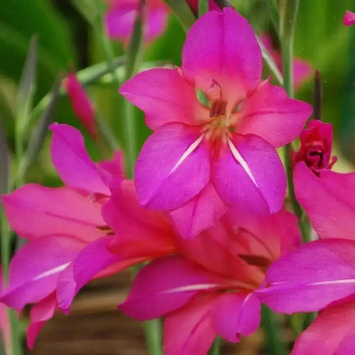 Gladiolus Byzantinus Bulbs, PERENNIAL FLOWERS - Caribbean garden seed