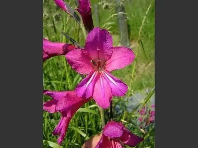 Gladiolus Byzantinus Bulbs, PERENNIAL FLOWERS - Caribbean garden seed