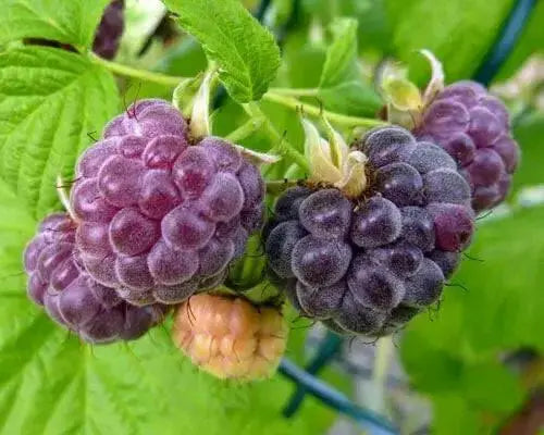 GLENCOE RASPBERRY ( 4'POT ) STARTER PLANT,PERENNIAL SHRUB - Caribbean garden seed