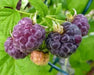 GLENCOE RASPBERRY ( 4'POT ) STARTER PLANT,PERENNIAL SHRUB - Caribbean garden seed