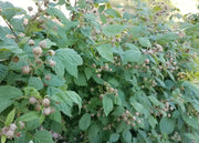 GLENCOE RASPBERRY ( 4'POT ) STARTER PLANT,PERENNIAL SHRUB - Caribbean garden seed