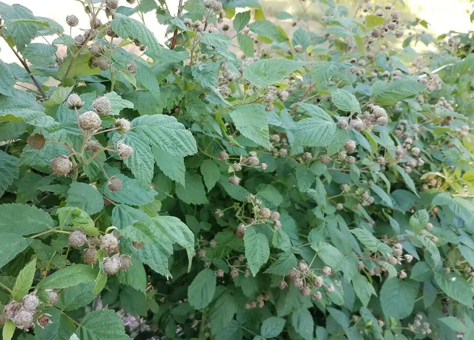 GLENCOE RASPBERRY ( 4'POT ) STARTER PLANT,PERENNIAL SHRUB - Caribbean garden seed