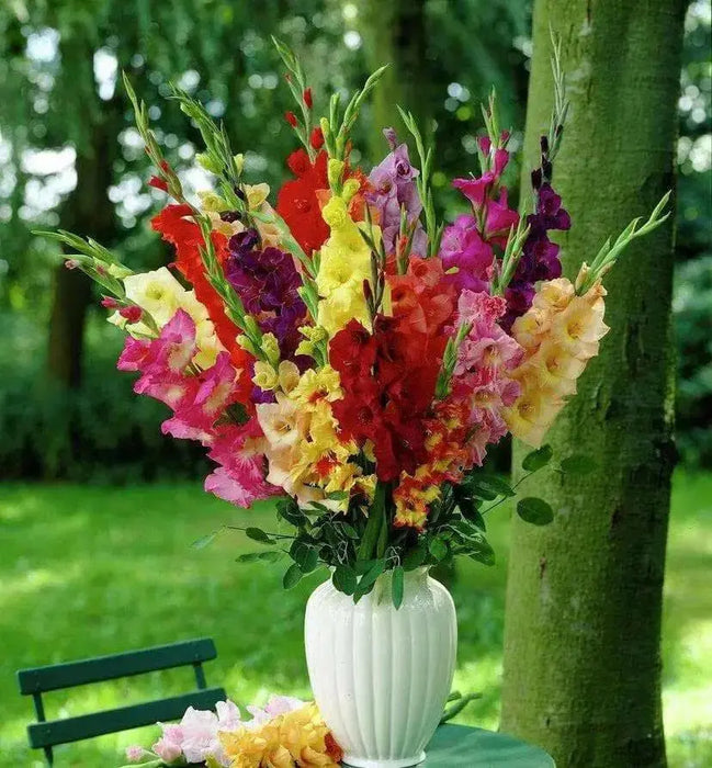 Gladiolus Sunset Mix  (bulbs) Summer flowering - Caribbean garden seed