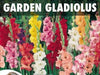 Gladiolus Sunset Mix  (bulbs) Summer flowering - Caribbean garden seed