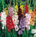 Gladiolus Sunset Mix  (bulbs) Summer flowering - Caribbean garden seed