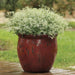 Glitz Euphorbia Flowers Seeds - First-ever from Seed, - Caribbean garden seed