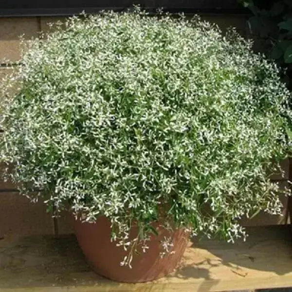 Glitz Euphorbia Flowers Seeds - First-ever from Seed, - Caribbean garden seed