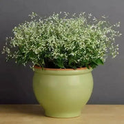 Glitz Euphorbia Flowers Seeds - First-ever from Seed, - Caribbean garden seed
