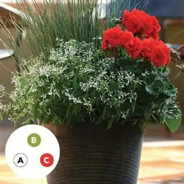 Glitz Euphorbia Flowers Seeds - First-ever from Seed, - Caribbean garden seed