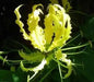 Gloriosa Lily Lutea (10 Seeds)-Yellow , PERENNIAL FLOWERS - Caribbean garden seed