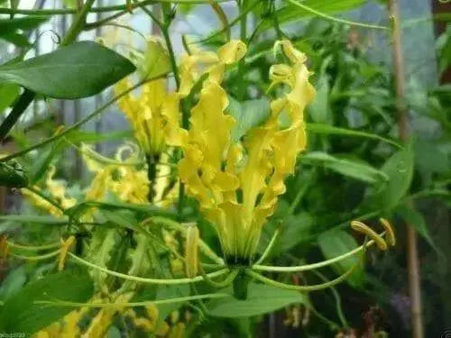 Gloriosa Lily Lutea (10 Seeds)-Yellow , PERENNIAL FLOWERS - Caribbean garden seed