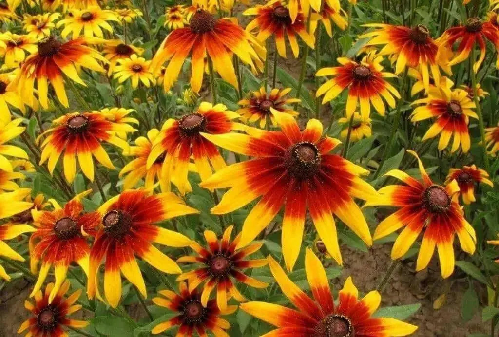 Gloriosa Daisy, Flowers Seed (Rudbeckia Hirta) ,Perennial - Caribbean garden seed