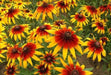 Gloriosa Daisy, Flowers Seed (Rudbeckia Hirta) ,Perennial - Caribbean garden seed