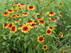 Gloriosa Daisy, Flowers Seed (Rudbeckia Hirta) ,Perennial - Caribbean garden seed