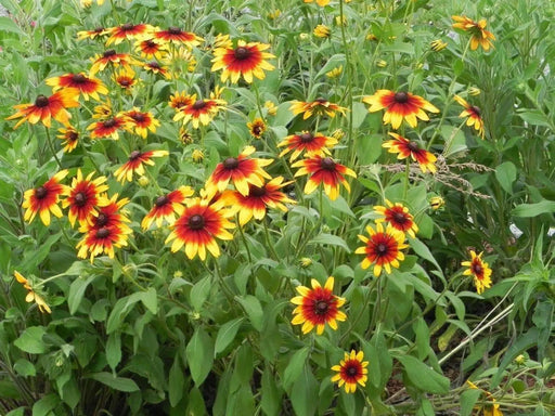 Gloriosa Daisy, Flowers Seed (Rudbeckia Hirta) ,Perennial - Caribbean garden seed