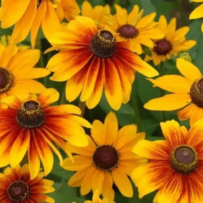 Gloriosa Daisy, Flowers Seed (Rudbeckia Hirta) ,Perennial - Caribbean garden seed