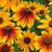 Gloriosa Daisy, Flowers Seed (Rudbeckia Hirta) ,Perennial - Caribbean garden seed