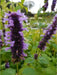 GLOBE Hyssop Seeds, Hummingbird Mint ! - Caribbean garden seed