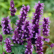 GLOBE Hyssop Seeds, Hummingbird Mint ! - Caribbean garden seed