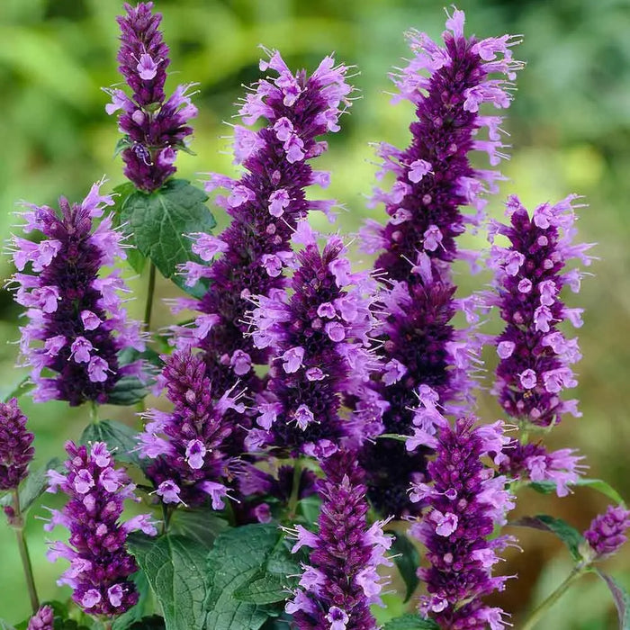 GLOBE Hyssop Seeds, Hummingbird Mint ! - Caribbean garden seed