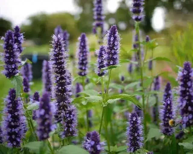 GLOBE Hyssop Seeds, Hummingbird Mint ! - Caribbean garden seed