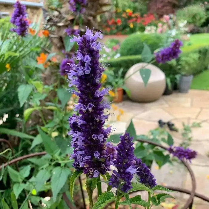 GLOBE Hyssop Seeds, Hummingbird Mint ! - Caribbean garden seed