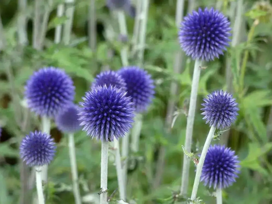 Globe Thistle FLOWERS SEED ( PURPLE/BLUE) PERENNIAL - Caribbean garden seed