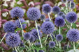 Globe Thistle FLOWERS SEED ( PURPLE/BLUE) PERENNIAL - Caribbean garden seed