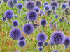 Globe Thistle FLOWERS SEED ( PURPLE/BLUE) PERENNIAL - Caribbean garden seed