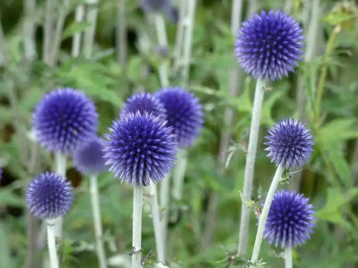 Globe Thistle SEEDS , PURPLE/BLUE) PERENNIAL wildflowers - Caribbean garden seed