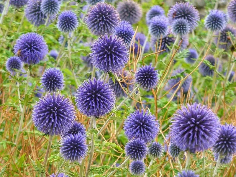 Globe Thistle SEEDS , PURPLE/BLUE) PERENNIAL wildflowers - Caribbean garden seed