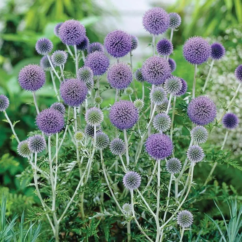 Globe Thistle SEEDS , PURPLE/BLUE) PERENNIAL wildflowers - Caribbean garden seed