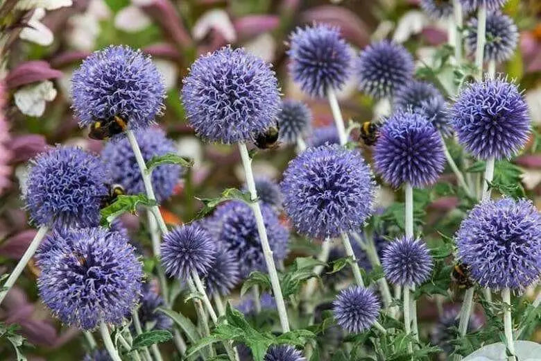 Globe Thistle SEEDS , PURPLE/BLUE) PERENNIAL wildflowers - Caribbean garden seed