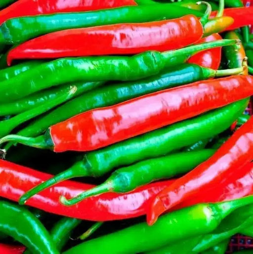 Goat Horn Hot Pepper seeds ( Capsicum Annuum)  ,Asian vegetable - Caribbean garden seed